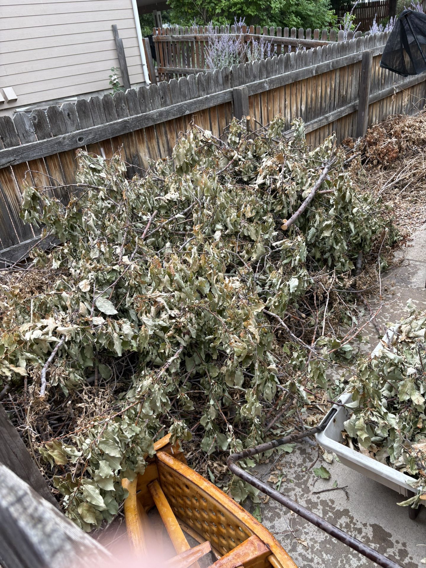 Free Wood And Brush