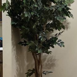 Tall Realistic  Tree  20$