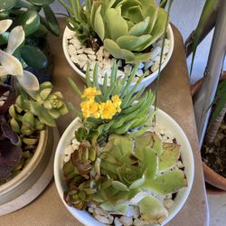 Succulent Arrangements! 