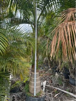 Royal palms
