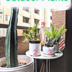 *excellent* Outdoor/Indoor plants, EXTRA pots and soil