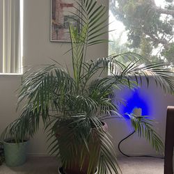 Palm Plant With Pot (Pet Frendly)