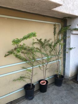 New Potted Spinny Black Olive Trees Set of 3 (Bucida Spinoza)