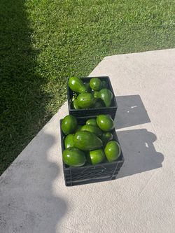 Aquacate / Avacado