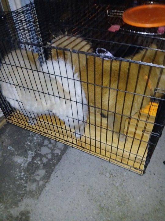 Metal Cage Dog House Slightly Damaged