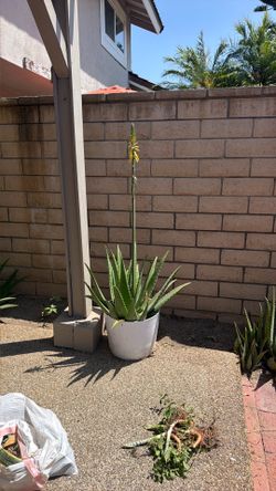 Aloe plant and planter