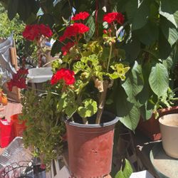 Red  Geranium  One Gallon