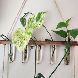 Plant Clippings