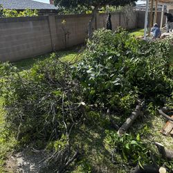 Trees Cutting Down And Treeming
