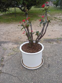 Crown of Thorn Plant and Pot