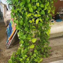 Pothos