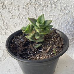 6 Inch Pot Succulent Plant - Crassula Lactea Aiton - Krysna Crassula - Rooted & Established - Drought Resistant - 🪴