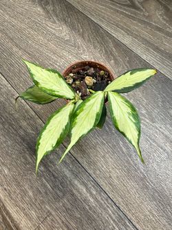 Hoya Polyneura Fishtail - inner variegated