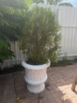 Concrete bowl with tree