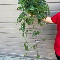 6” monstera swiss cheese