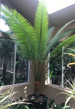 Cycad Circinalis - Queen Sago