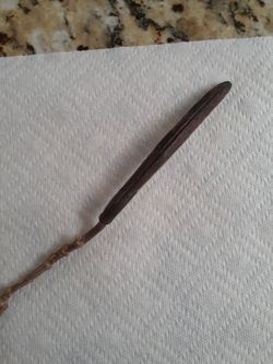 Hawaiian Plumeria Seed Pod
