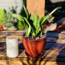 Live indoor Moonshine Snake 🐍 plant in a ceramic planter pot with attached base—firm price