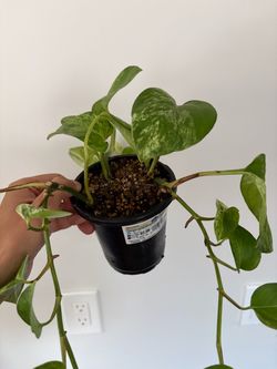 4” Inch Marble Queen Pothos Plant c