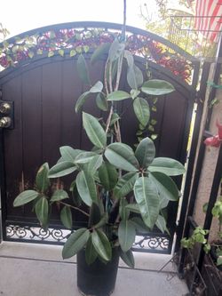 Rubber plant 5 feet tall