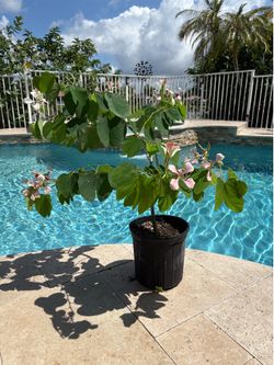 Potted Pink Orchid trees