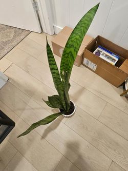 Snake Plant with Pot for sale