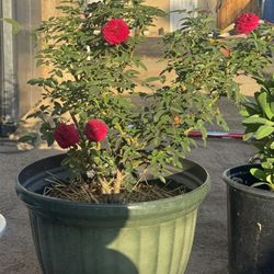 Small Rose Bush