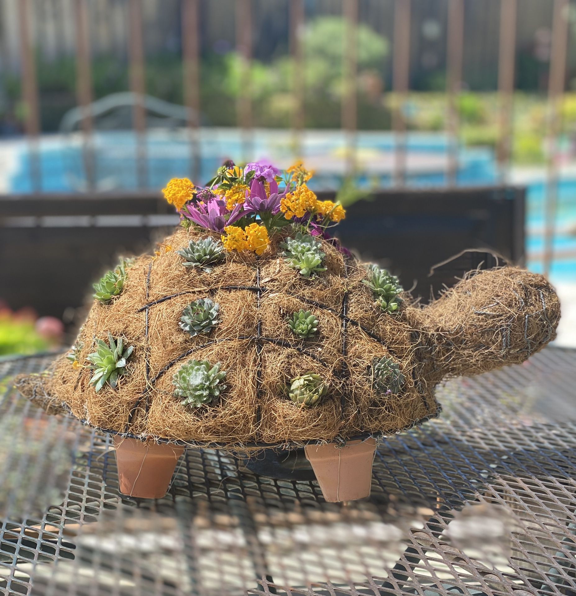 Topiary Succulent Turtle