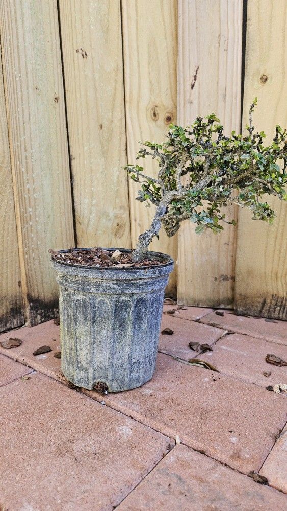 Fukien tea - Carmonia microphylla - Ethretia microphylla 1ft for bonsai.