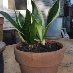 Beautiful snake plants "Grown With Luv"💕