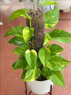 High Variegation Money Plant Pothos/ House Plant/ Indoor Plant Flower Patio Garden