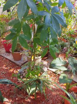 Money plant