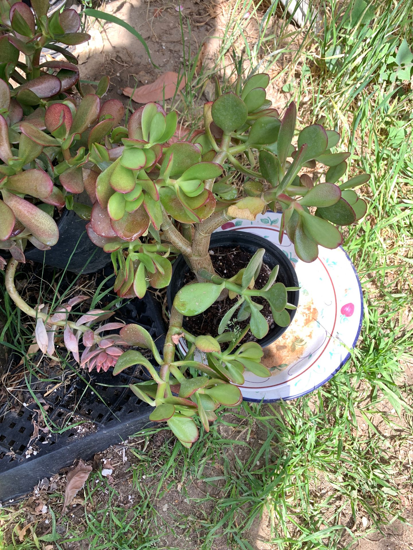 Free succulents must pick up today