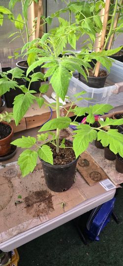 Roma Tomato Plants