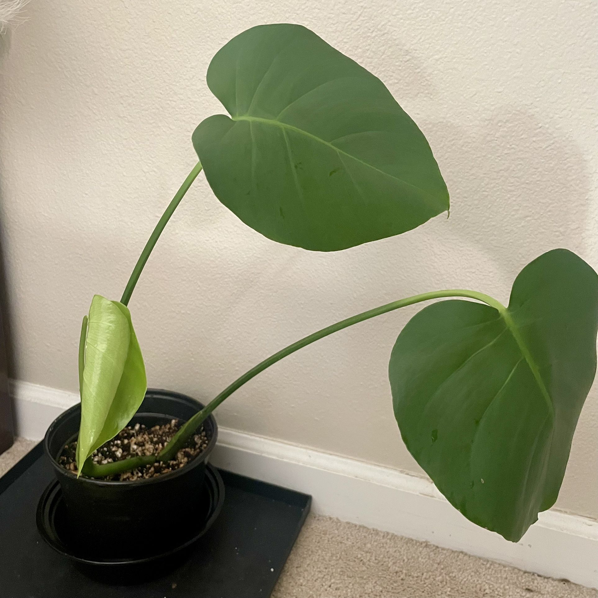 Monstera in 6inch pot