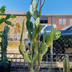 Large Prickly Pear Cactus Plant 