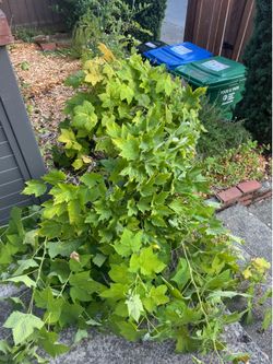 Thimbleberry