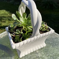 Beautiful Succulent Basket Planters 