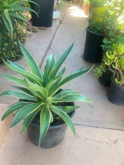 Desmetiana  variegated agave 5 gl
