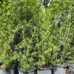 Gorgeous Podocarpus Plants For Inmediate Privacy!!! 8 Feet Tall 