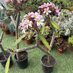 Plumeria Blooming In 1 Gallon Pots 