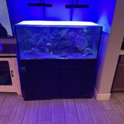 100 Gallon Operational Saltwater Tank
