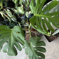 Large Monstera Plant ,3 gallons ,$45 Each