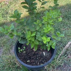Árbol De LimónVerde    , Grafted Key Lime Tree 