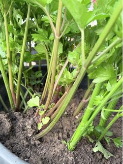 Celery plants 🌱 🪴