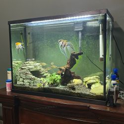 Aquarium Everything Included  