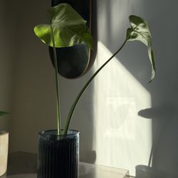 Monstera Plant