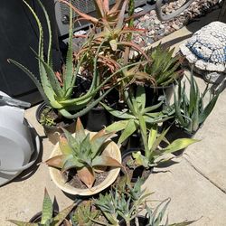 Lot Of Different Kinds Of Succulents Sale