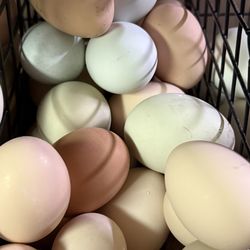 Fertil eggs