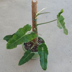 EXTRA Large Philodendron Paraiso Verde